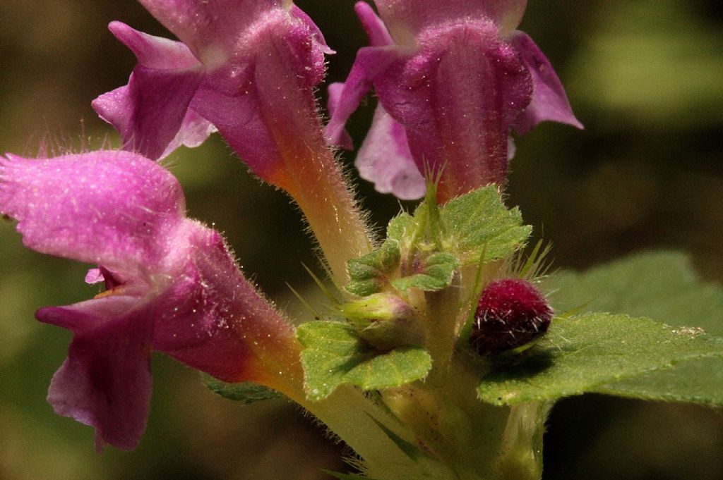Galeopsis pubescens?